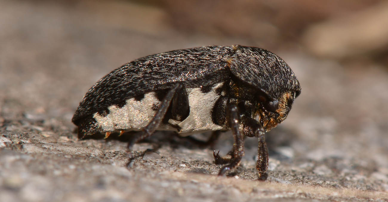 Dermestes laniarius (Dermestidae)